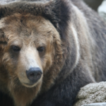 熊を狩るマタギと動物愛護団体について！