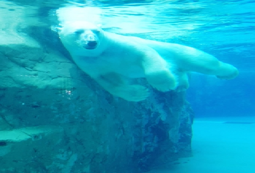 熊 海 泳ぐ 速さ