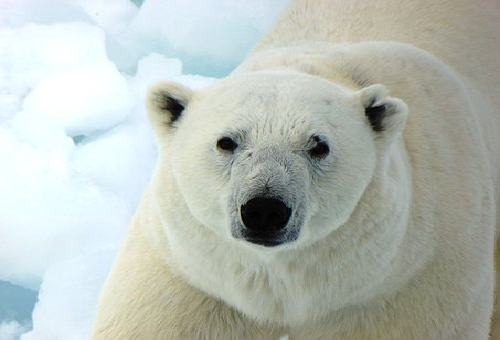 熊 北極 南極