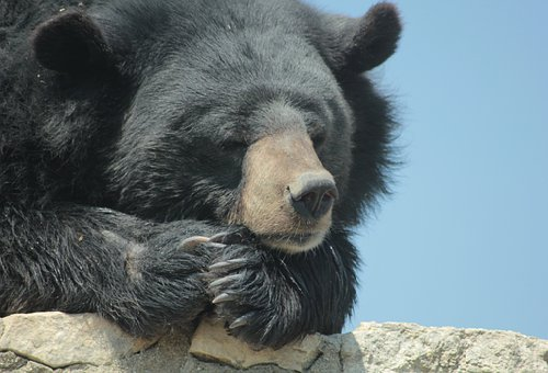 熊 人間 年齢