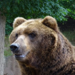 寒い地域の熊が大きい理由は？「ベルクマンの法則」とは！？