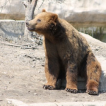 熊の聴覚と嗅覚はどれくらい発達しているの！？
