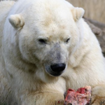 熊と白熊の違いについて！交配はするの？