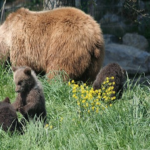 熊は冬眠の時期に出産している！？