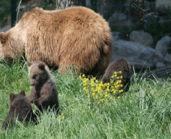 熊 冬眠 出産