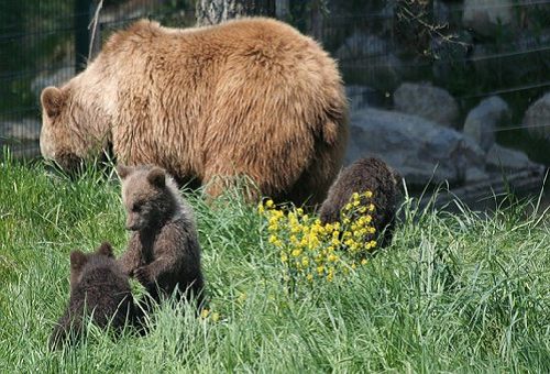 熊 冬眠 出産