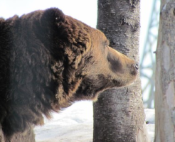 熊 冬眠中 体温 排尿 食事