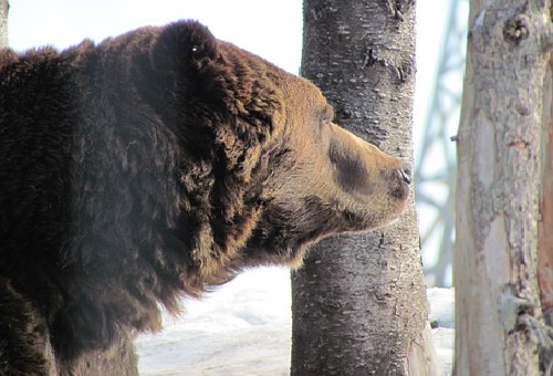 熊 冬眠中 体温 排尿 食事