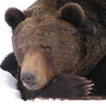 熊はなぜ冬眠をするの！？失敗はある？