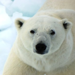 なぜ北極に熊はいるのに南極にはいないの！？