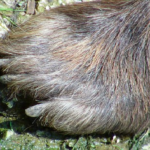 熊の足跡の特徴！大きさはどれくらい！？